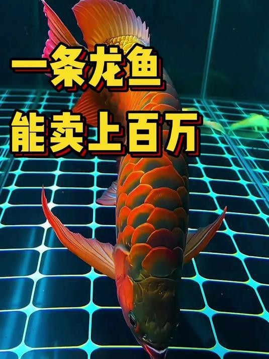 紅龍魚有哪些雜交品種？【一條龍魚能賣上百萬為何如此高價,龍魚:你可以不養我】