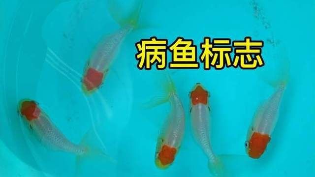 如何判斷魚是否健康？【如何判斷錦鯉怎么樣才算健康】