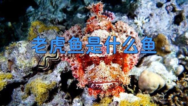 老虎魚叫什么魚【老虎魚是什么魚】