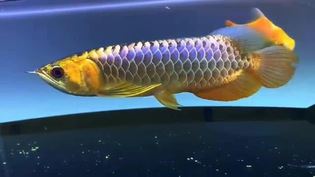 藍(lán)麒麟過背龍魚最忌三種食材圖片【養(yǎng)龍魚的風(fēng)水講究你相信嗎】