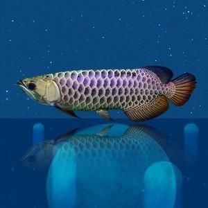 藍(lán)麒麟過背龍魚最忌三種食材圖片【養(yǎng)龍魚的風(fēng)水講究你相信嗎】