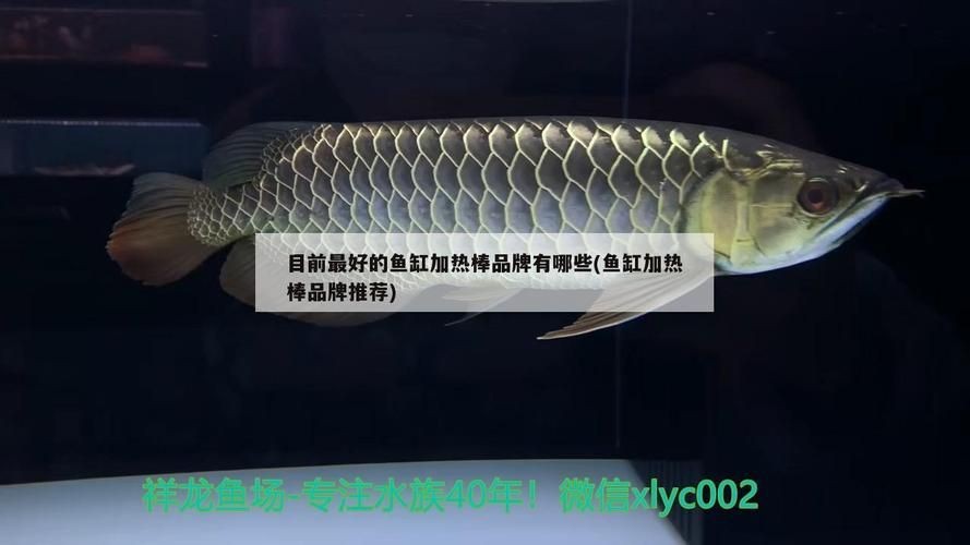 藍(lán)麒麟過背龍魚最忌三種食材圖片【養(yǎng)龍魚的風(fēng)水講究你相信嗎】