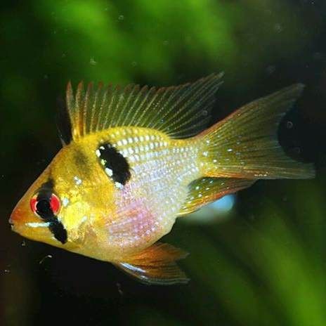 藍玉鳳凰屬于什么魚【湛藍寶石魚)湛藍寶石魚)湛藍寶石魚)湛藍寶石魚】