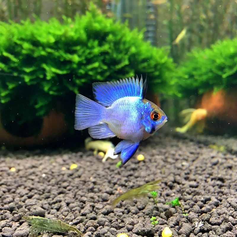 藍玉鳳凰屬于什么魚【湛藍寶石魚)湛藍寶石魚)湛藍寶石魚)湛藍寶石魚】