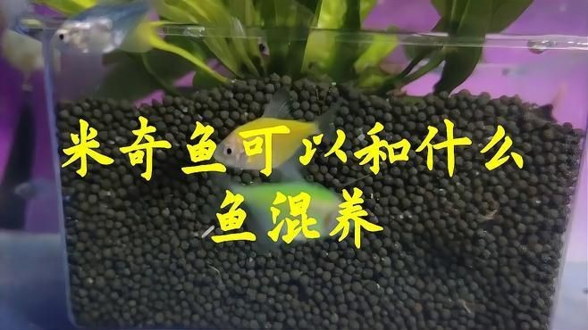 米奇魚和什么魚混養好【米奇魚與孔雀魚能混養嗎】