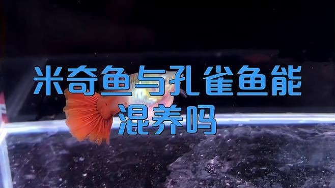 米奇魚和什么魚混養好【米奇魚與孔雀魚能混養嗎】