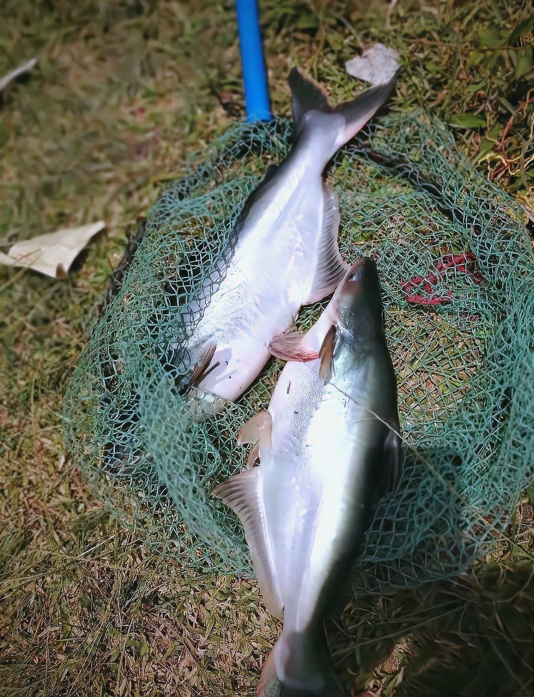 淡水鯊魚有幾種【淡水鯊魚、淡水鯊魚、恒河鯊、印度河鯊、印度河鯊***】