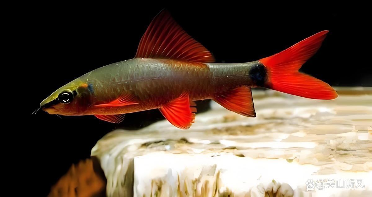 淡水鯊魚有幾種【淡水鯊魚、淡水鯊魚、恒河鯊、印度河鯊、印度河鯊***】
