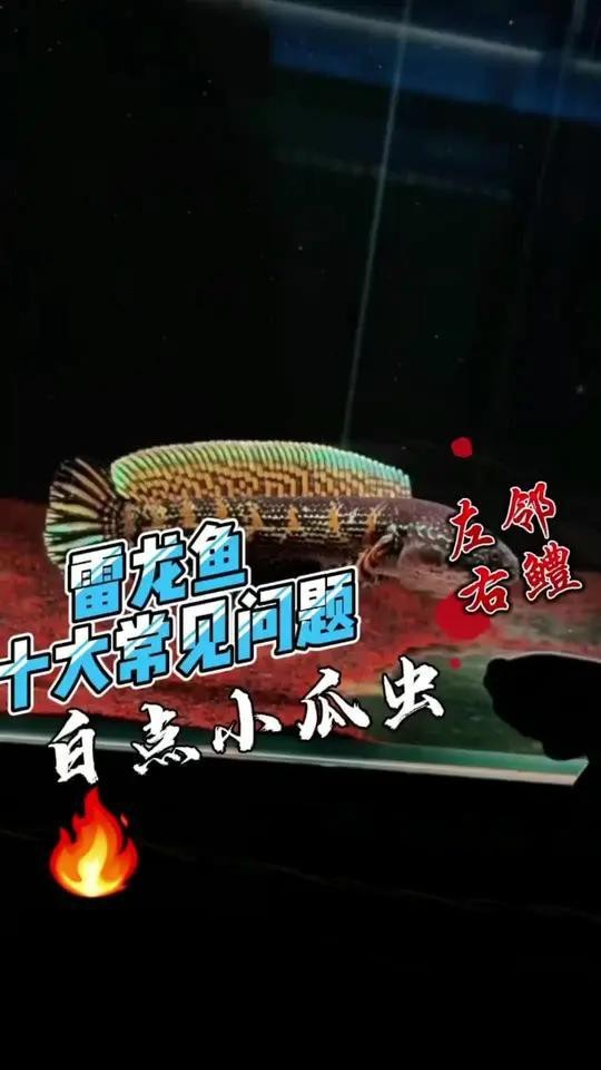 降低雷龍魚飼養(yǎng)難度有哪些心得【雷龍魚飼養(yǎng)難度怎么辦？】