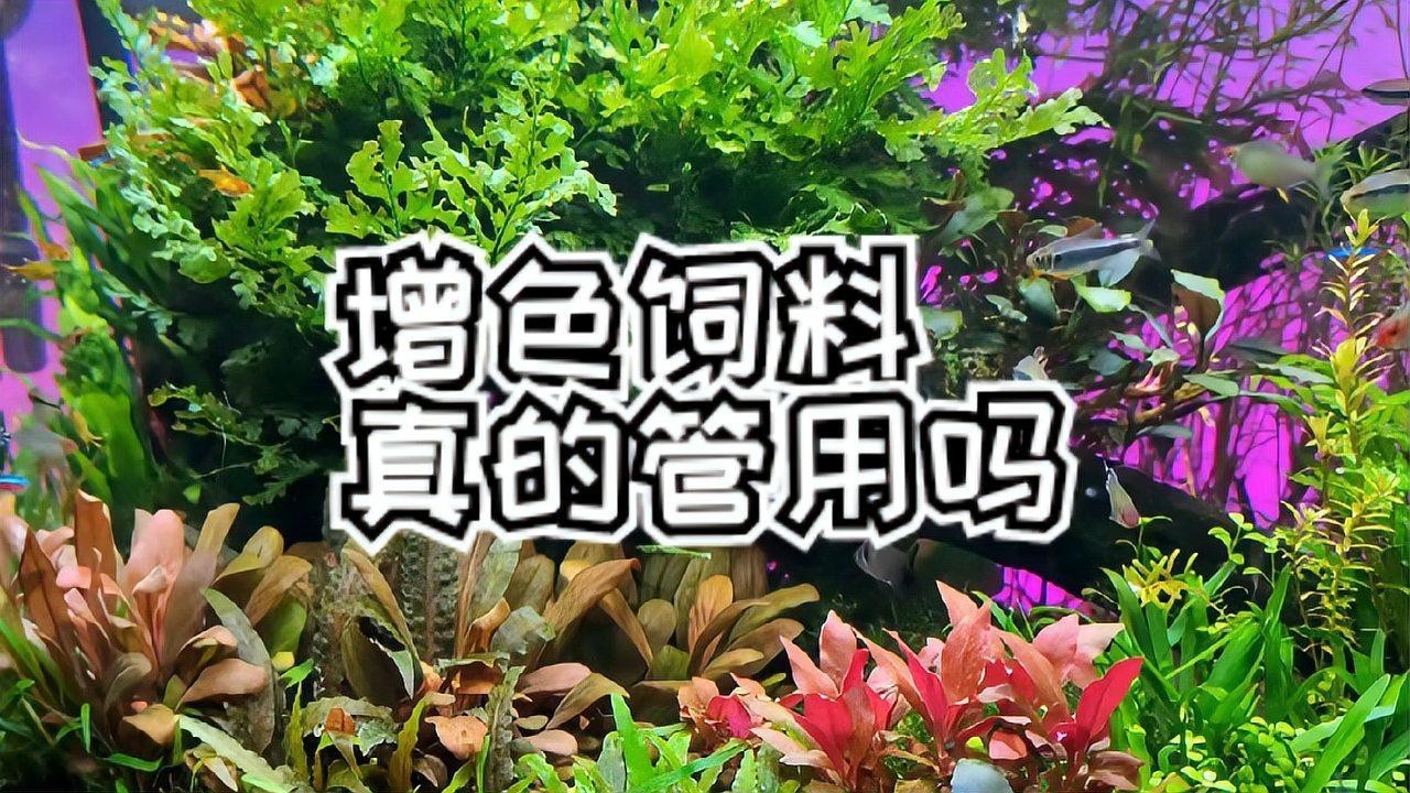 長期喂增色飼料對魚有害嗎【增色飼料對觀賞魚的影響】