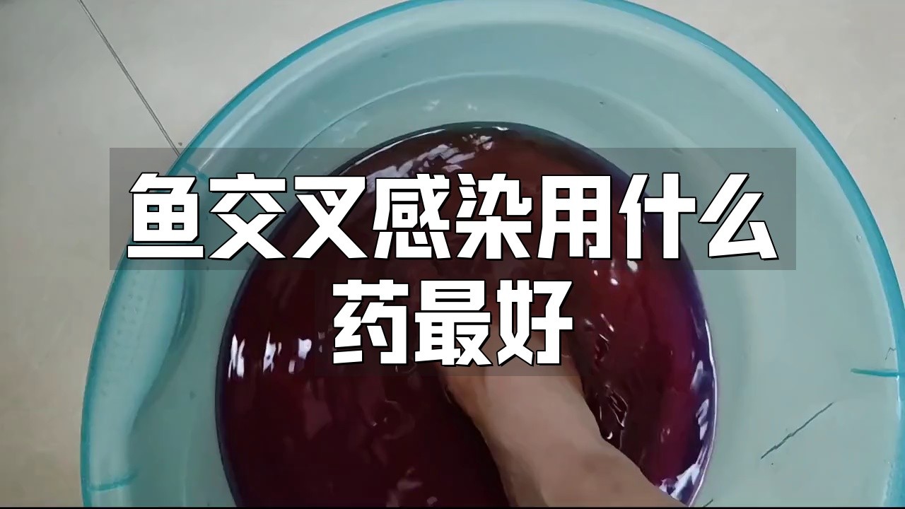 龍魚交叉感染后如何治療？【魚交叉感染用什么藥最好康健藥坊龍魚交叉感染用什么藥最好】