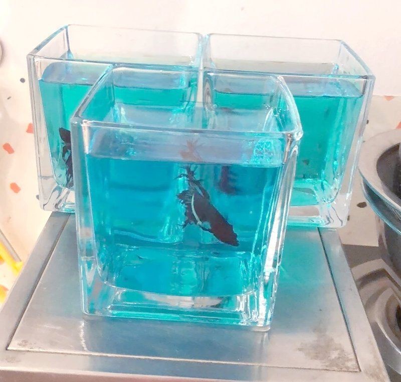 魚真菌感染用什么藥最好【魚真菌感染用什么藥最好魚真菌感染用什么藥最好】