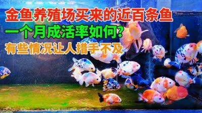 老孫養魚視頻【《老孫養魚視頻：探索養魚世界的奇妙之旅》】