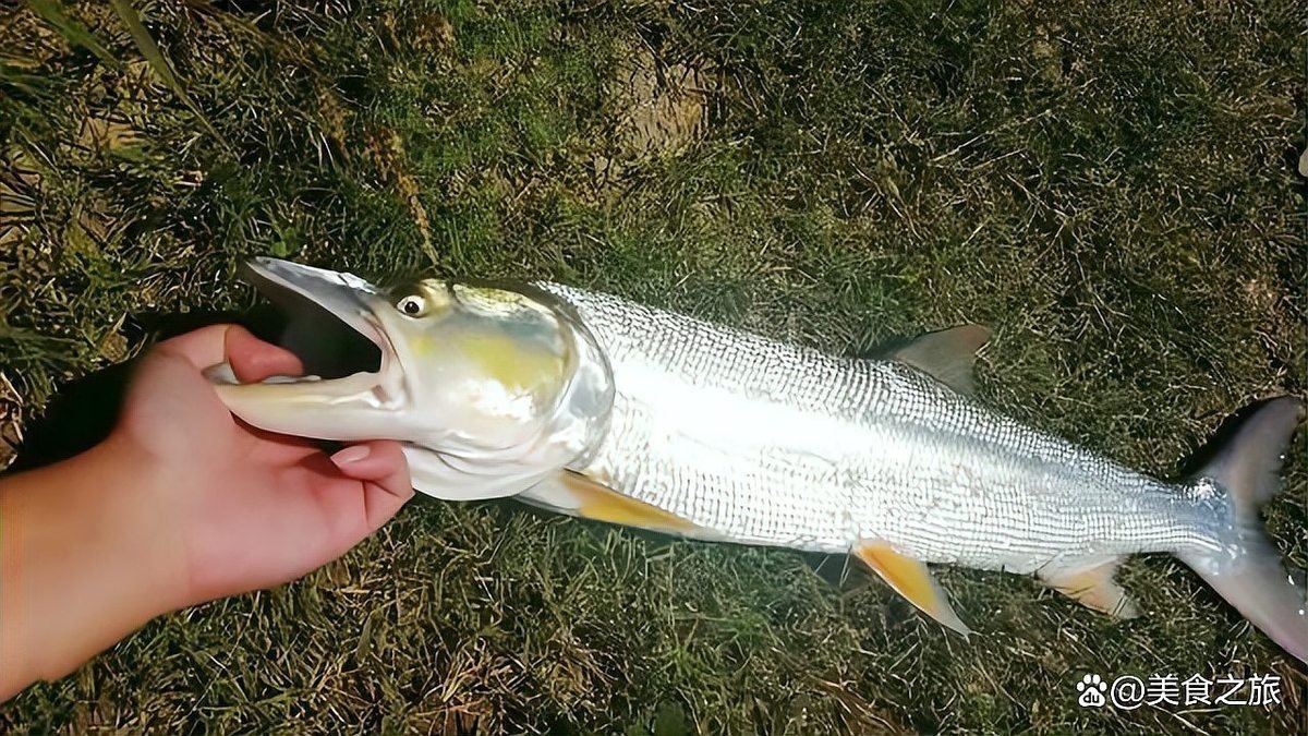 四腳魚多少錢一只【四腳怪魚的價(jià)格】 四腳魚多少錢一只【四腳怪魚的價(jià)格】 龍魚論壇 第1張