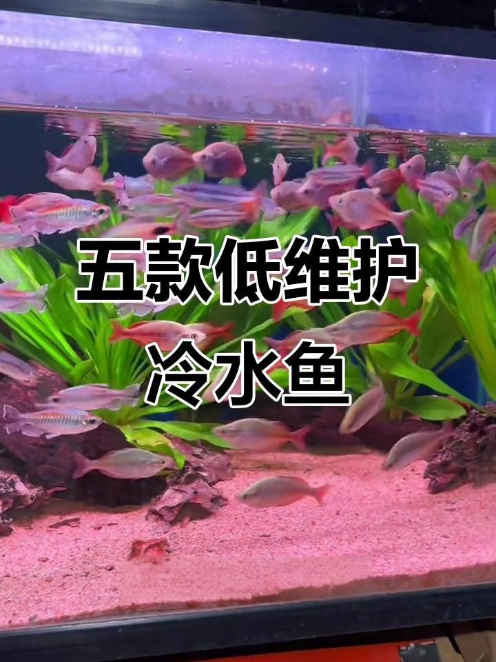 能再詳細介紹幾種冷水觀賞魚嗎？【冷水觀賞魚有哪些種類】