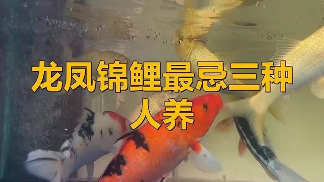 如何飼養龍鳳魚【養龍鳳魚的10大忠告】