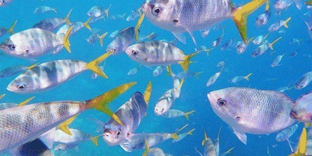 能否提供更多關(guān)于濾材的信息？【養(yǎng)魚必須知道這些全網(wǎng)好文精選,魚缸濾材怎么選】