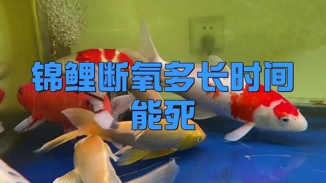 蝴蝶鯉不打氧多久會死【蝴蝶鯉不加氧氣會死嗎】