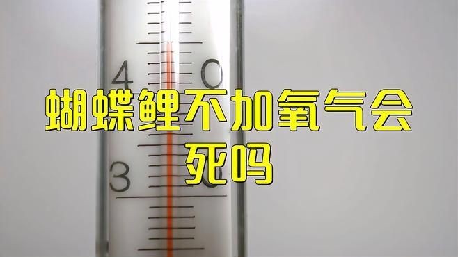 蝴蝶鯉不打氧多久會死【蝴蝶鯉不加氧氣會死嗎】