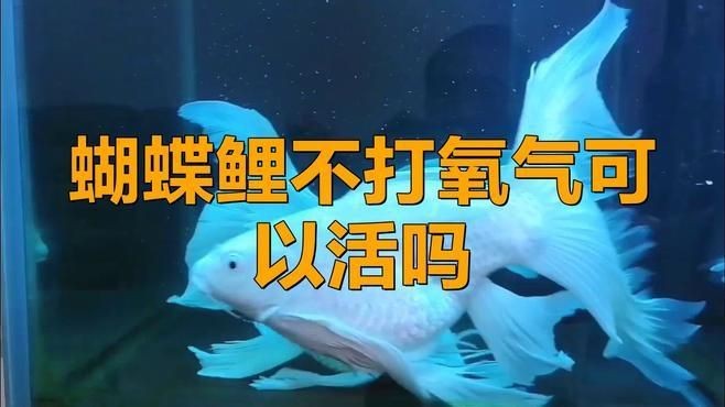 蝴蝶鯉不打氧多久會死【蝴蝶鯉不加氧氣會死嗎】