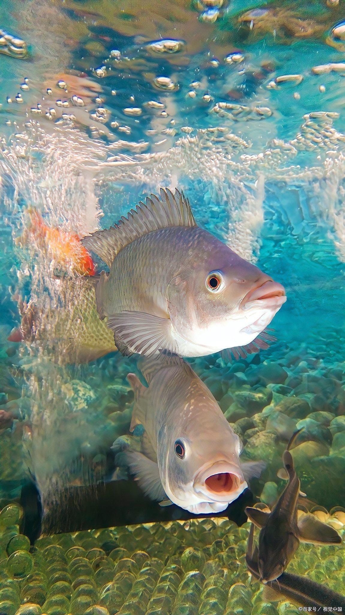 龍頭魚擺件換水后如何保持水質(zhì)？【魚池大換水后，這些事項(xiàng)你得知道】