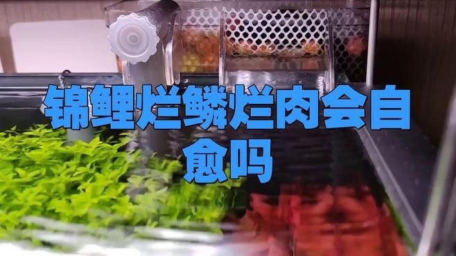 魚身上潰爛能自愈嗎？【魚身上潰爛通常較難自愈,*1.不同魚類的自愈能力】