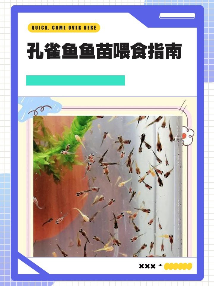 孔雀魚最愛3種水果【《孔雀魚最愛3種水果投喂頻次，但需相應減少其他水果》】 孔雀魚最愛3種水果【《孔雀魚最愛3種水果投喂頻次，但需相應減少其他水果》】 龍魚論壇 第2張