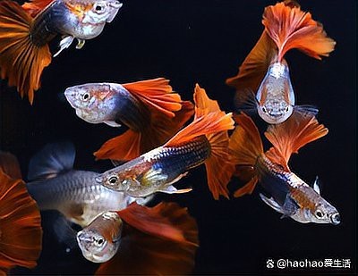 孔雀魚最愛3種水果【《孔雀魚最愛3種水果投喂頻次，但需相應減少其他水果》】 孔雀魚最愛3種水果【《孔雀魚最愛3種水果投喂頻次，但需相應減少其他水果》】 龍魚論壇 第6張