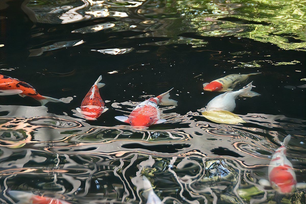 錦鯉的正確養法【《錦鯉的正確養法》】