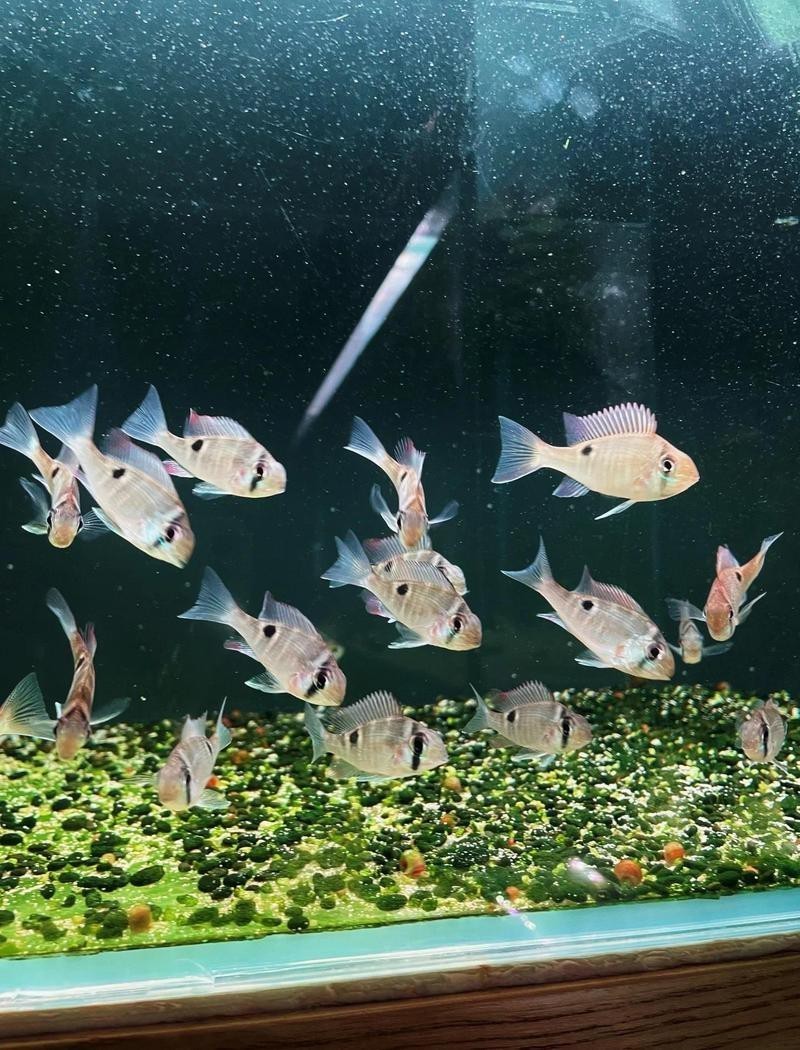 附近哪里有賣金魚的店【如何探尋附近售賣金魚的店鋪】