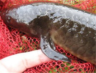 肺魚多少錢一只中國【中國男子在澳洲釣上肺魚放生后才知道價值幾十萬能釣回來嗎】