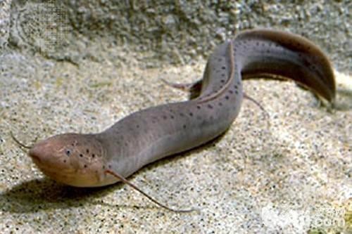 肺魚多少錢一只中國【中國男子在澳洲釣上肺魚放生后才知道價值幾十萬能釣回來嗎】
