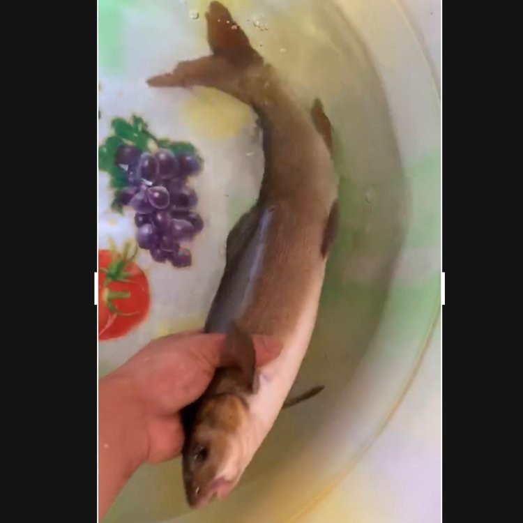 肺魚多少錢一只中國【中國男子在澳洲釣上肺魚放生后才知道價值幾十萬能釣回來嗎】