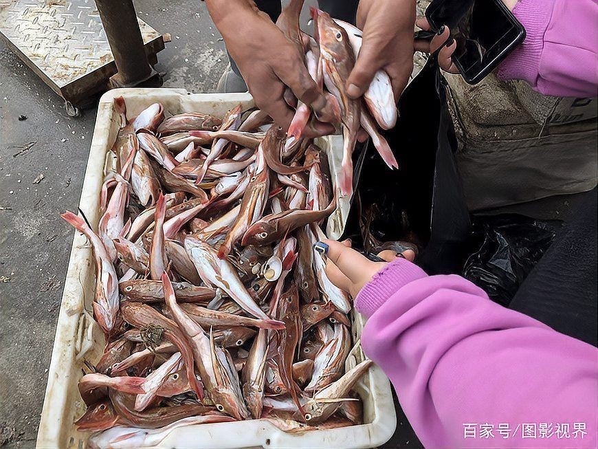 紅頭利魚又叫什么魚【紅頭利魚120元一斤不算貴紅頭魚2元一斤螃蟹10元一斤】