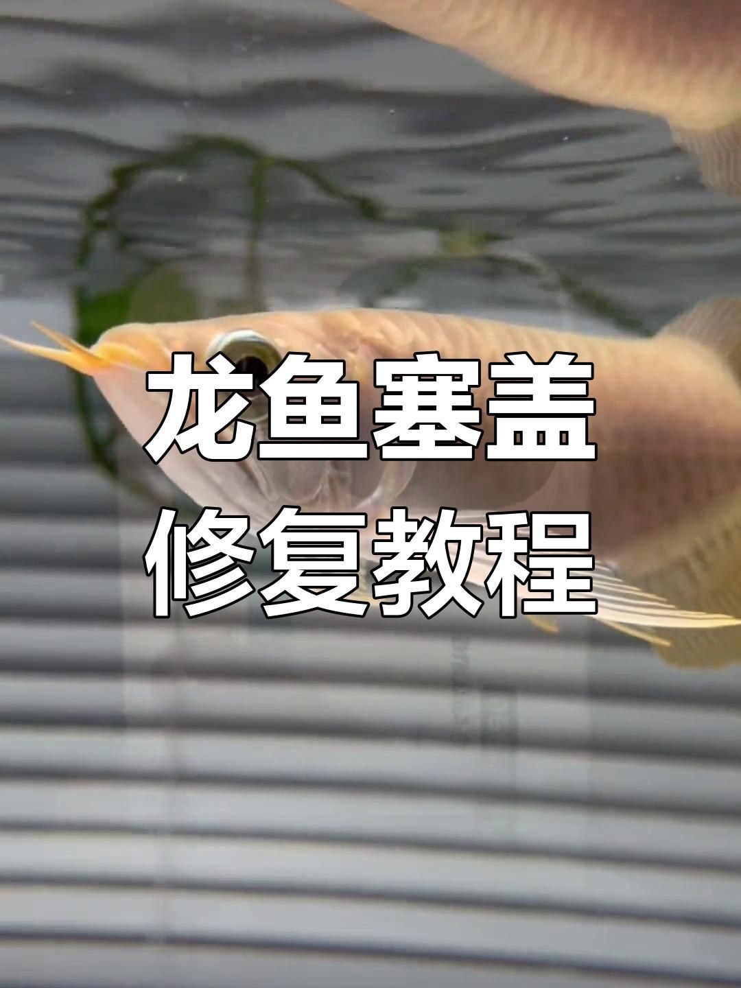 龍魚鰓蓋爛洞后如何急救？【龍魚鰓蓋出現爛洞后的急救措施**主要包括以下幾點】
