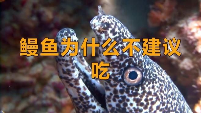 鰻魚盡量少吃的原因【鰻魚為何盡量少吃】