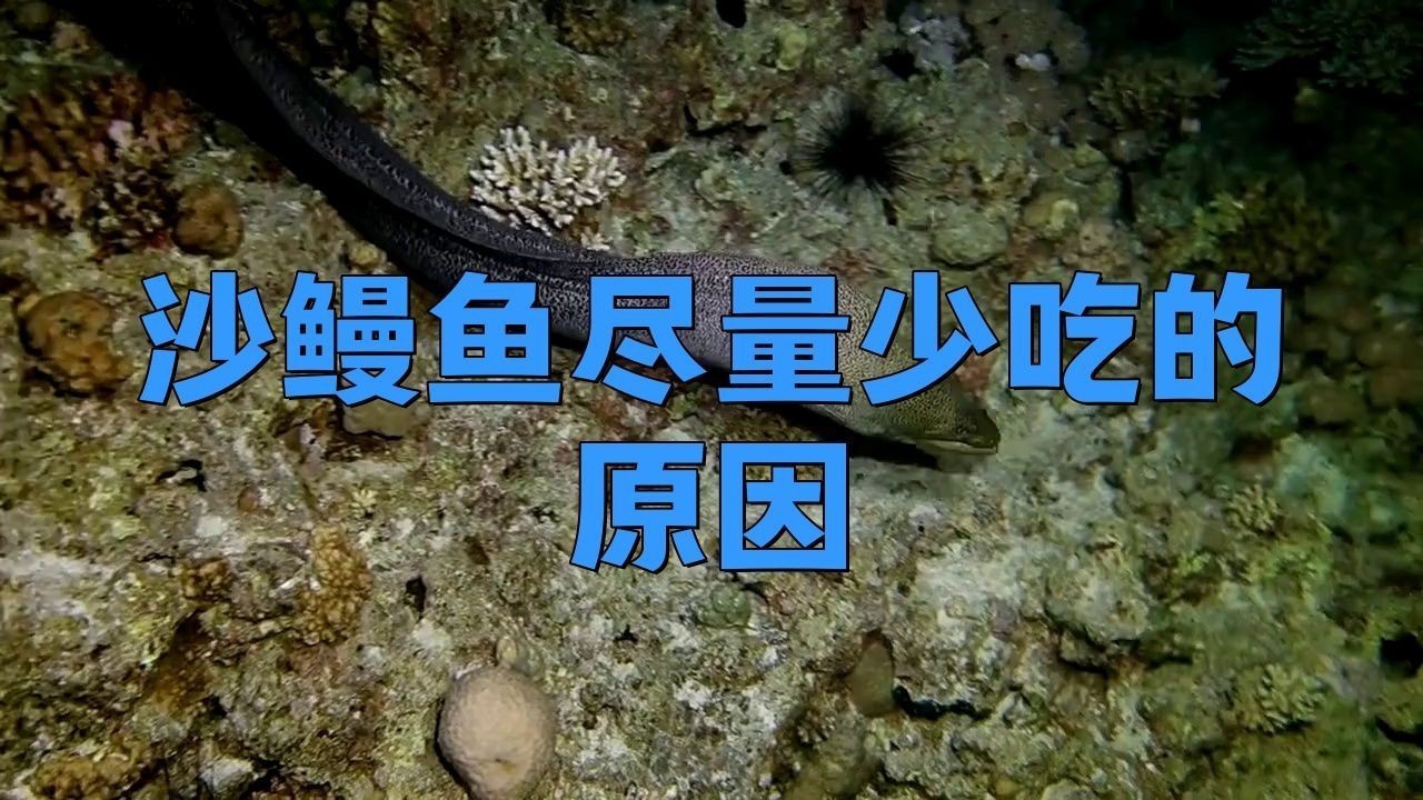 鰻魚盡量少吃的原因【鰻魚為何盡量少吃】