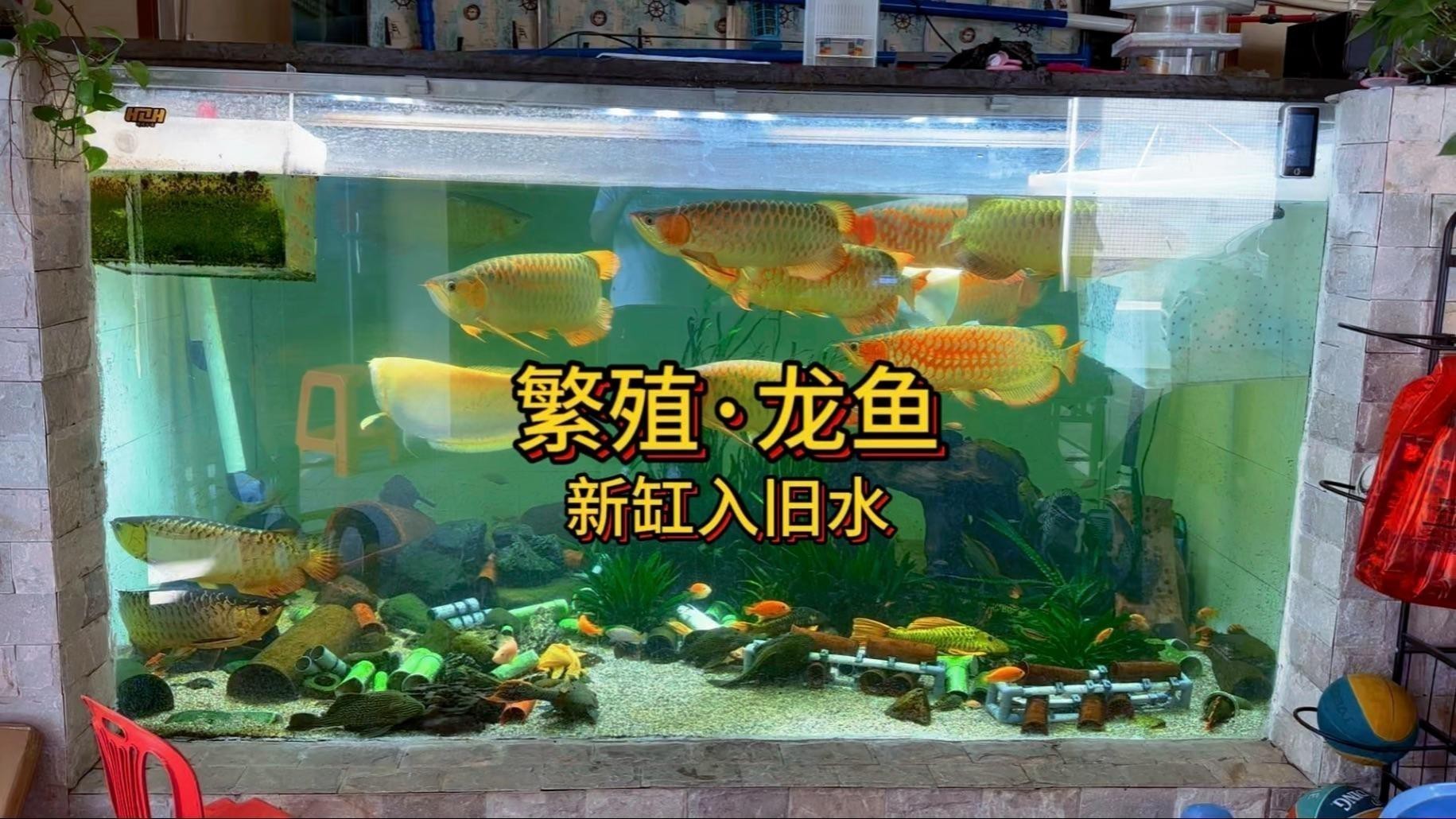 龍魚缸開缸步驟【奶茶雷龍缸開缸造景教程嗶哩嗶哩嗶哩嗶哩奶茶雷龍缸開缸教程】
