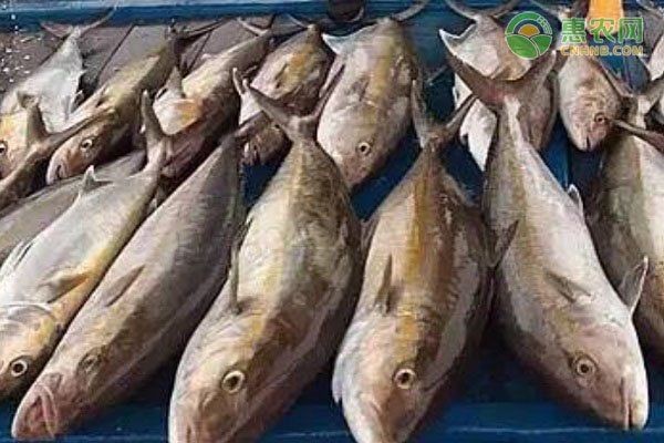紅甘魚(yú)和鰤?mèng)~區(qū)別【紅甘魚(yú)與[需手動(dòng)填充]魚(yú)的區(qū)別】