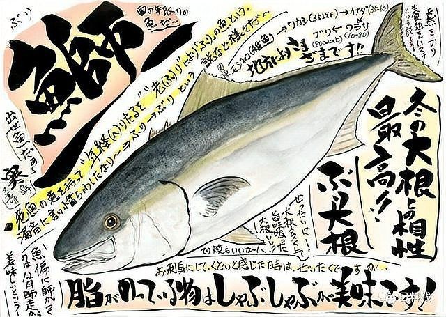 紅甘魚(yú)和鰤?mèng)~區(qū)別【紅甘魚(yú)與[需手動(dòng)填充]魚(yú)的區(qū)別】