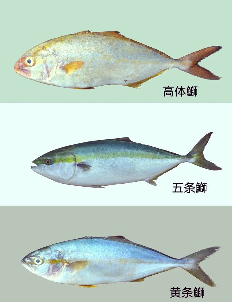 紅甘魚(yú)和鰤?mèng)~區(qū)別【紅甘魚(yú)與[需手動(dòng)填充]魚(yú)的區(qū)別】