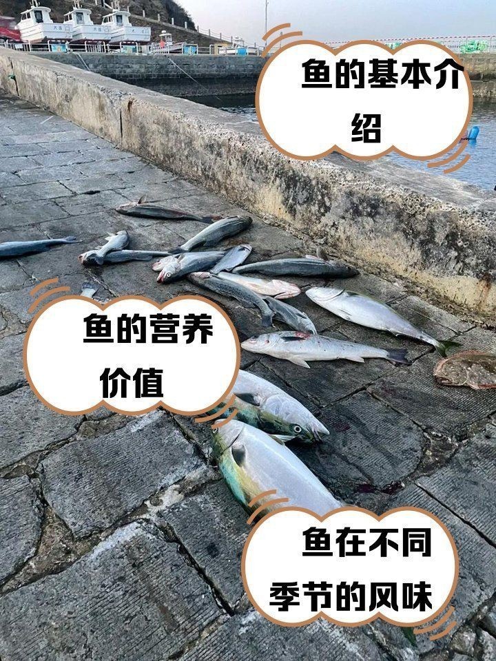 紅甘魚(yú)和鰤?mèng)~區(qū)別【紅甘魚(yú)與[需手動(dòng)填充]魚(yú)的區(qū)別】
