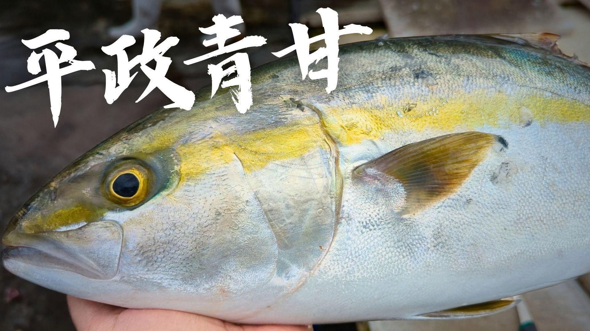 紅甘魚(yú)和鰤?mèng)~區(qū)別【紅甘魚(yú)與[需手動(dòng)填充]魚(yú)的區(qū)別】