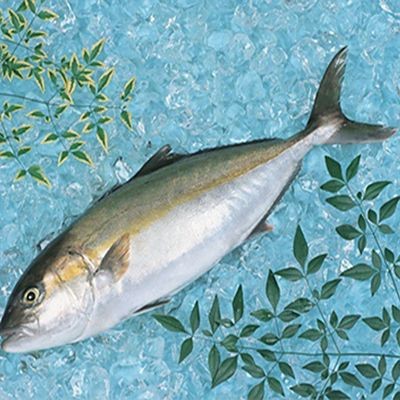 紅甘魚(yú)和鰤?mèng)~區(qū)別【紅甘魚(yú)與[需手動(dòng)填充]魚(yú)的區(qū)別】