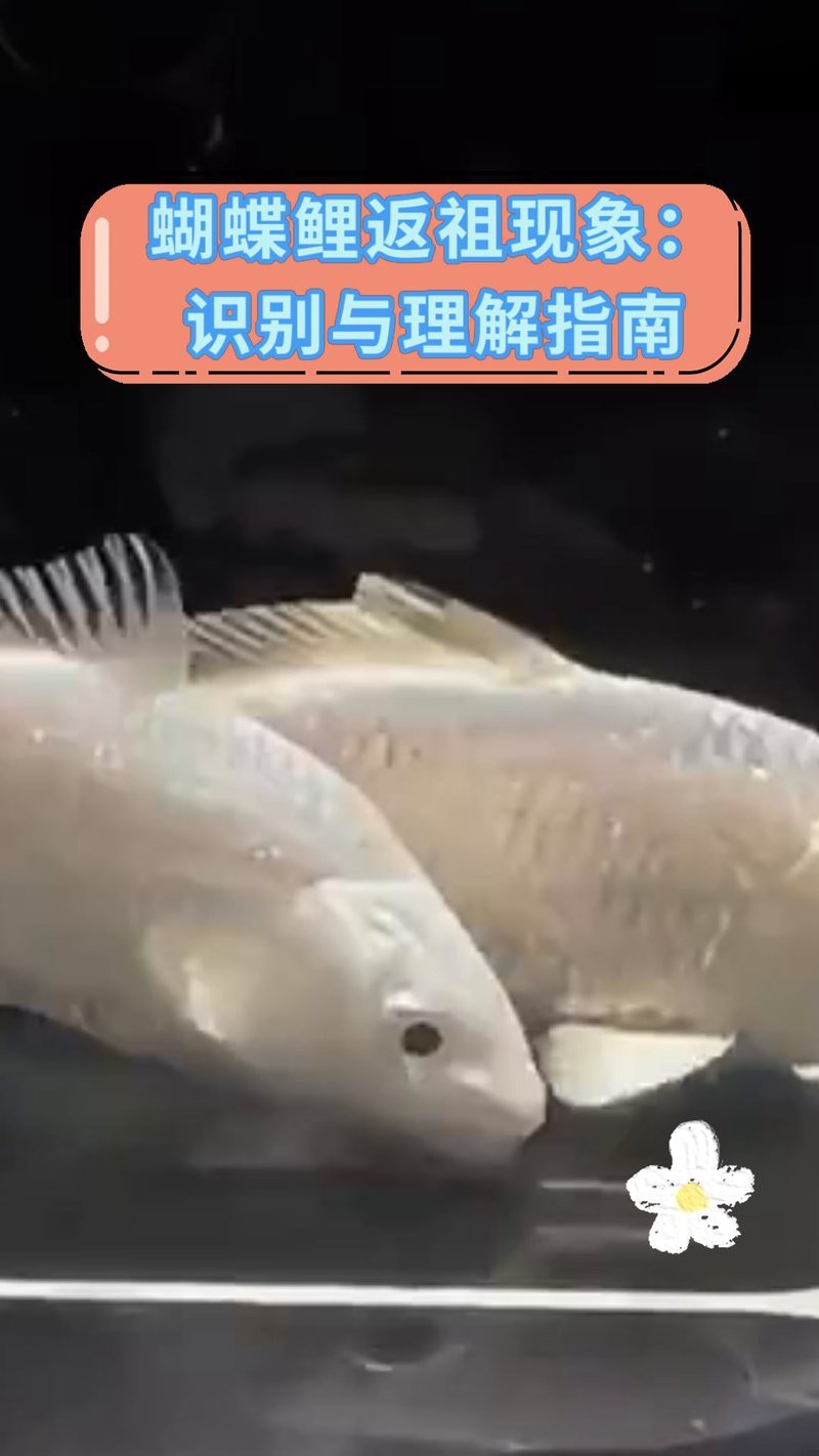 返祖魚蝴蝶鯉【返祖澤大學的佐一種獨特的觀賞魚】 返祖魚蝴蝶鯉【返祖澤大學的佐一種獨特的觀賞魚】 龍魚論壇 第1張