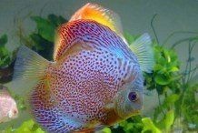 什么魚招財鎮宅又好養【安居家家中養哪些魚能招財探索風水魚的奧秘】