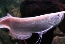 什么魚招財鎮宅又好養【安居家家中養哪些魚能招財探索風水魚的奧秘】
