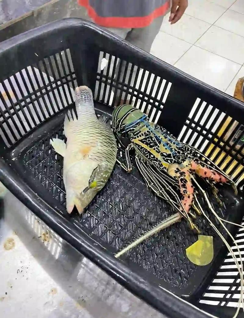 馬來西亞快魚哪里買最便宜【在馬來西亞購買快魚最便宜的地點】