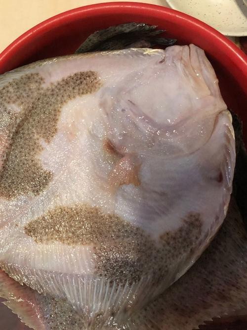 多寶魚可愛圖片【多寶魚——名貴的“海中雉雞”——多寶魚】 龍魚論壇 第1張 多寶魚可愛圖片【多寶魚——名貴的“海中雉雞”——多寶魚】 多寶魚可愛圖片【多寶魚——名貴的“海中雉雞”——多寶魚】 龍魚論壇 第1張