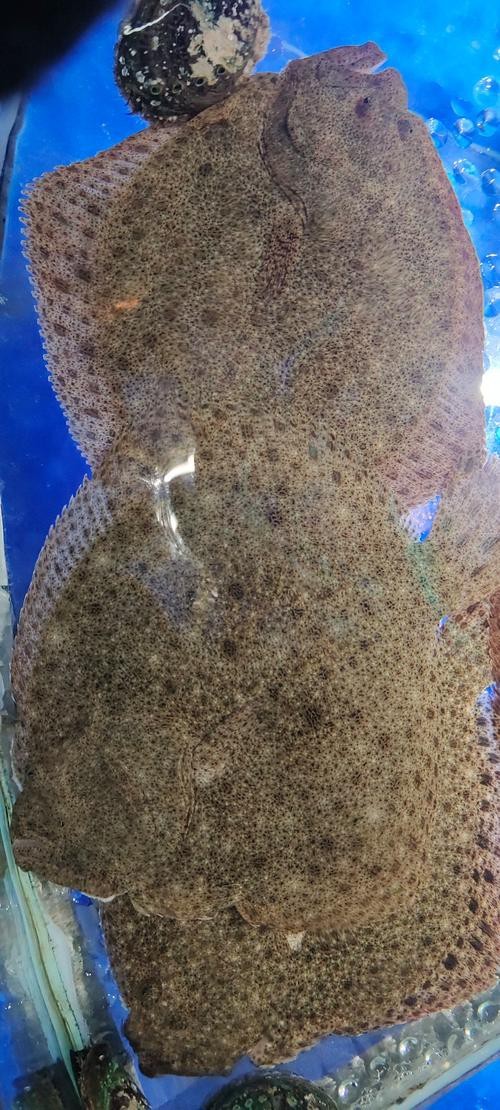 多寶魚可愛圖片【多寶魚——名貴的“海中雉雞”——多寶魚】 龍魚論壇 第17張 多寶魚可愛圖片【多寶魚——名貴的“海中雉雞”——多寶魚】 多寶魚可愛圖片【多寶魚——名貴的“海中雉雞”——多寶魚】 龍魚論壇 第17張